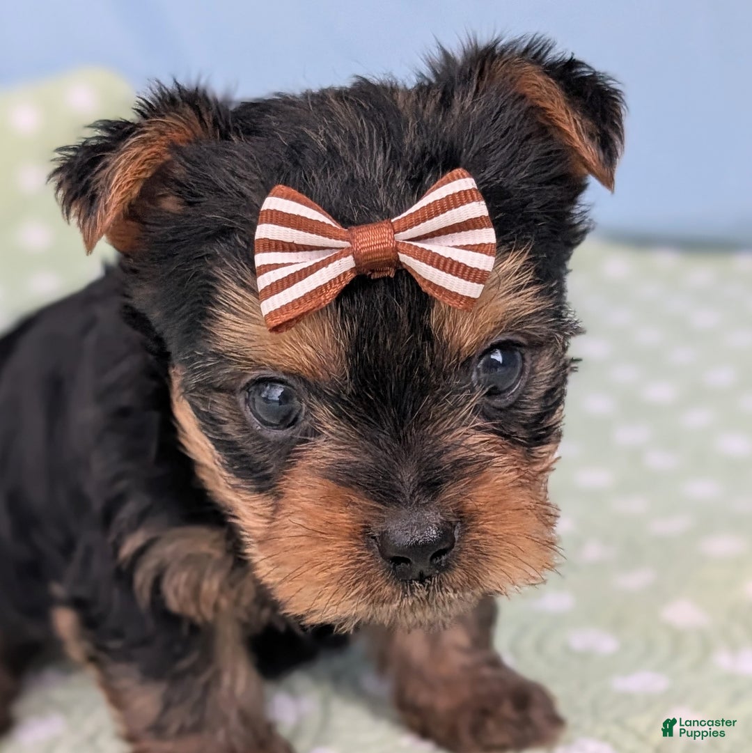 Yorkshire Terrier dogs for sale: Gingersnap - Ad 7