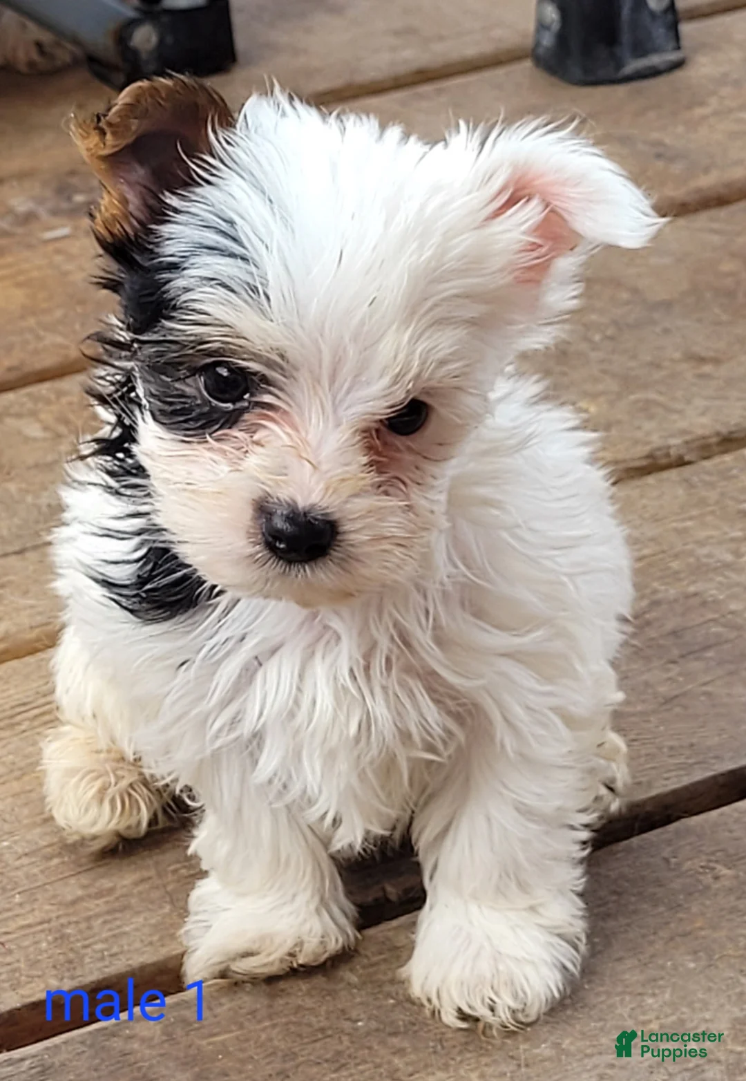 Yorkshire Terrier dogs for sale: Willie - Ad 1