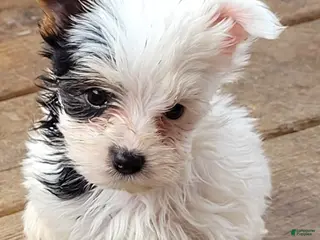 Yorkshire Terrier dogs for sale: Willie - Ad 3