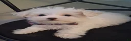 Maltese dogs for sale: Zeb - Ad 4