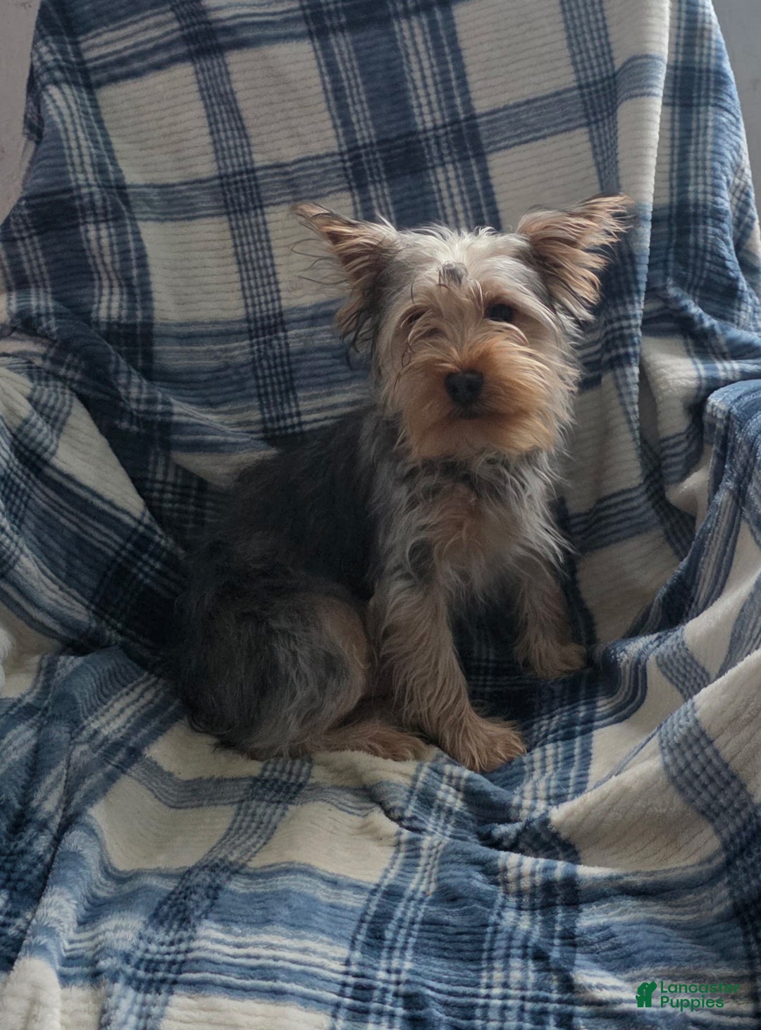 Yorkshire Terrier dogs for sale: Stevie - Ad 6