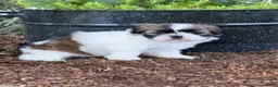 Shih Tzu dogs for sale: Queenie Shih Tzu  - Ad 7