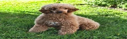 Mini Goldendoodle dogs for sale: Skittles - Ad 4