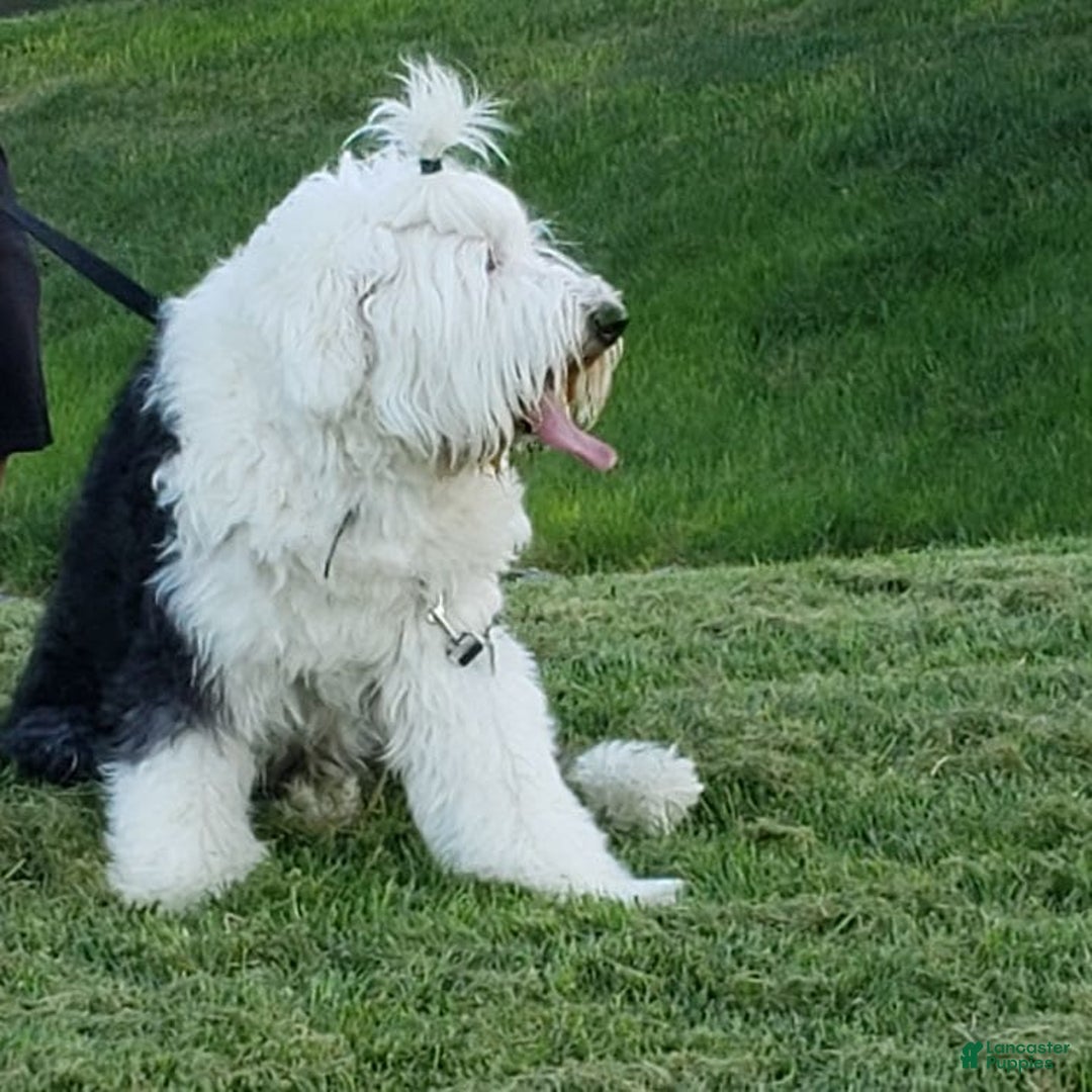 Old English Sheepdog dogs for stud: Old English Sheepdog  - Ad 5