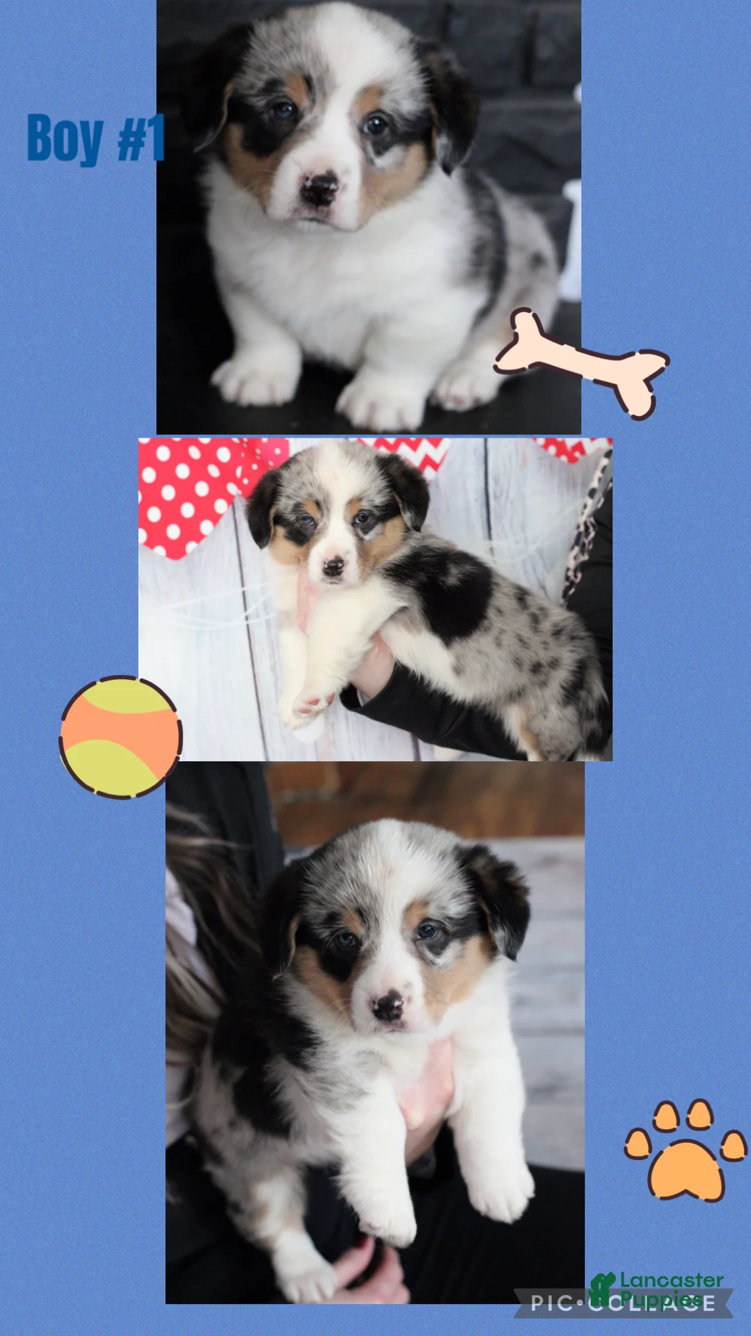 Welsh Corgi Pembroke dogs for sale: Welsh Corgi Pembroke Puppy 1 - Ad 1