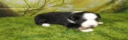 Miniature Australian Shepherd dogs for sale: Jubilee - Ad 8
