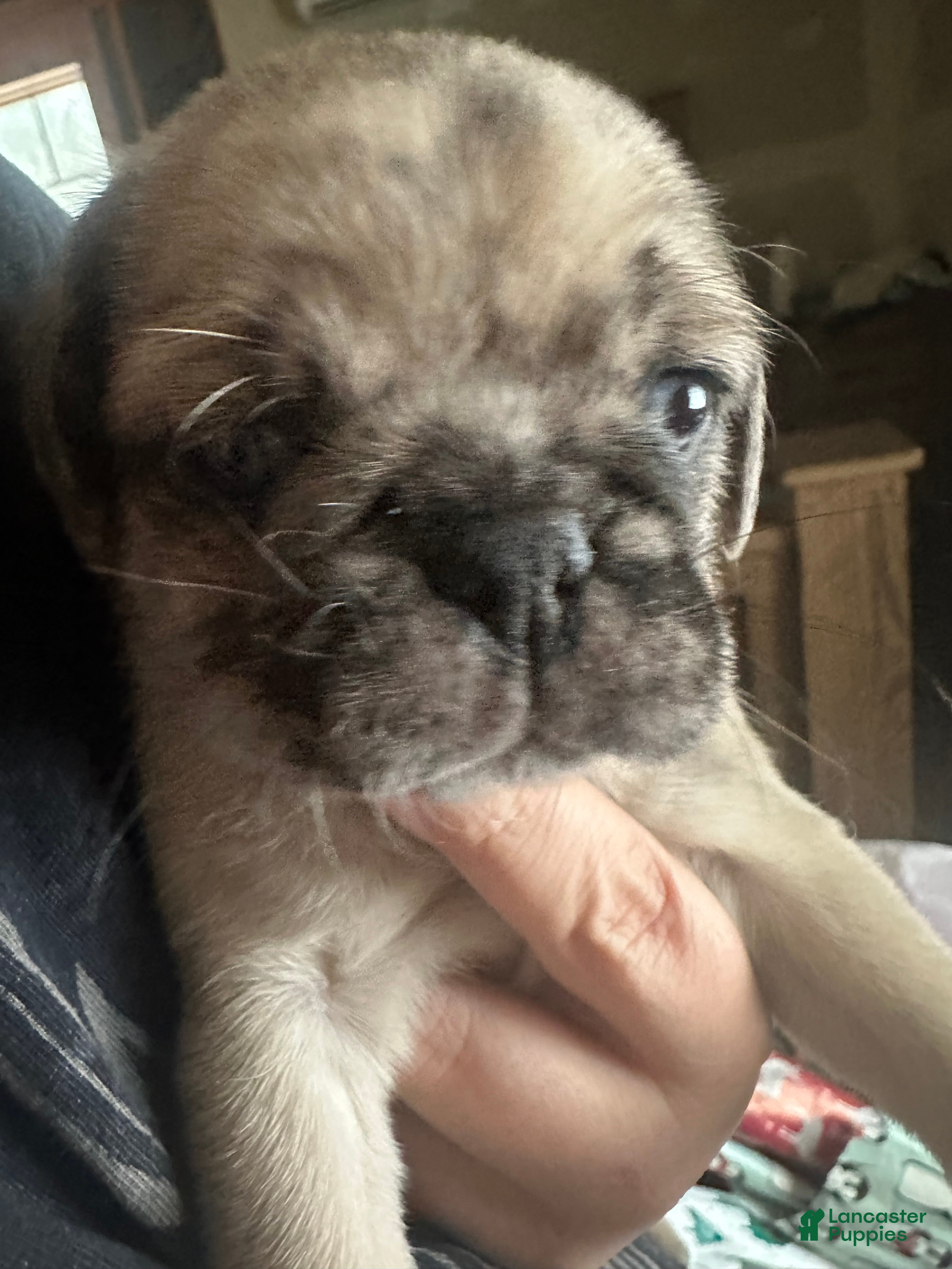 Pug dogs for sale: Felix - Ad 4