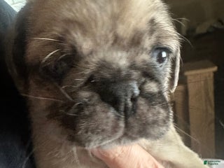 Pug dogs for sale: Felix - Ad 4