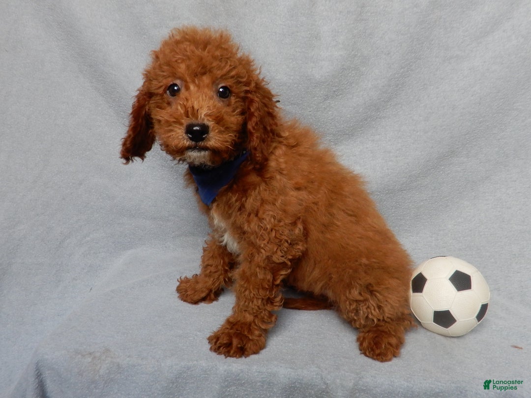 Mini Goldendoodle dogs for sale: Milo - Ad 4