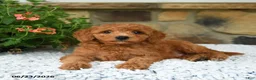Mini Goldendoodle dogs for sale: Arty - Ad 3