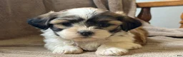 Shih Tzu dogs for sale: Callie - Ad 10