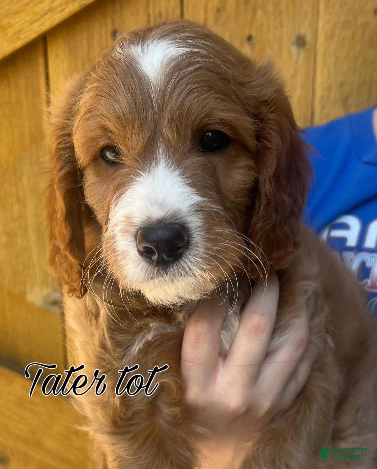 Cavapoo dogs Tater Tot - Ad 37