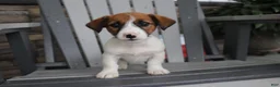 Jack Russell Terrier dogs for sale: Rosie - Ad 4