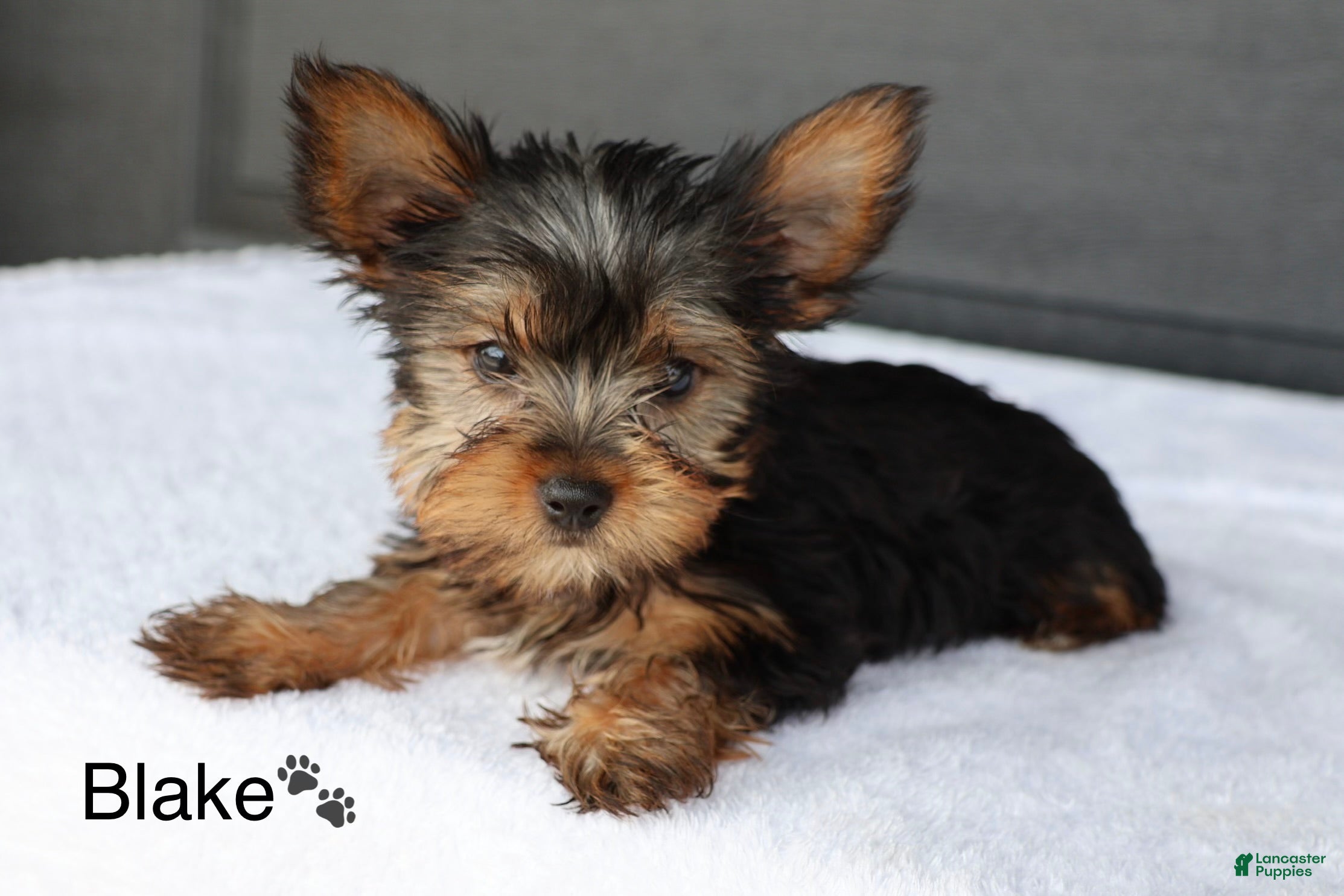 Yorkshire Terrier dogs Blake - Ad 1