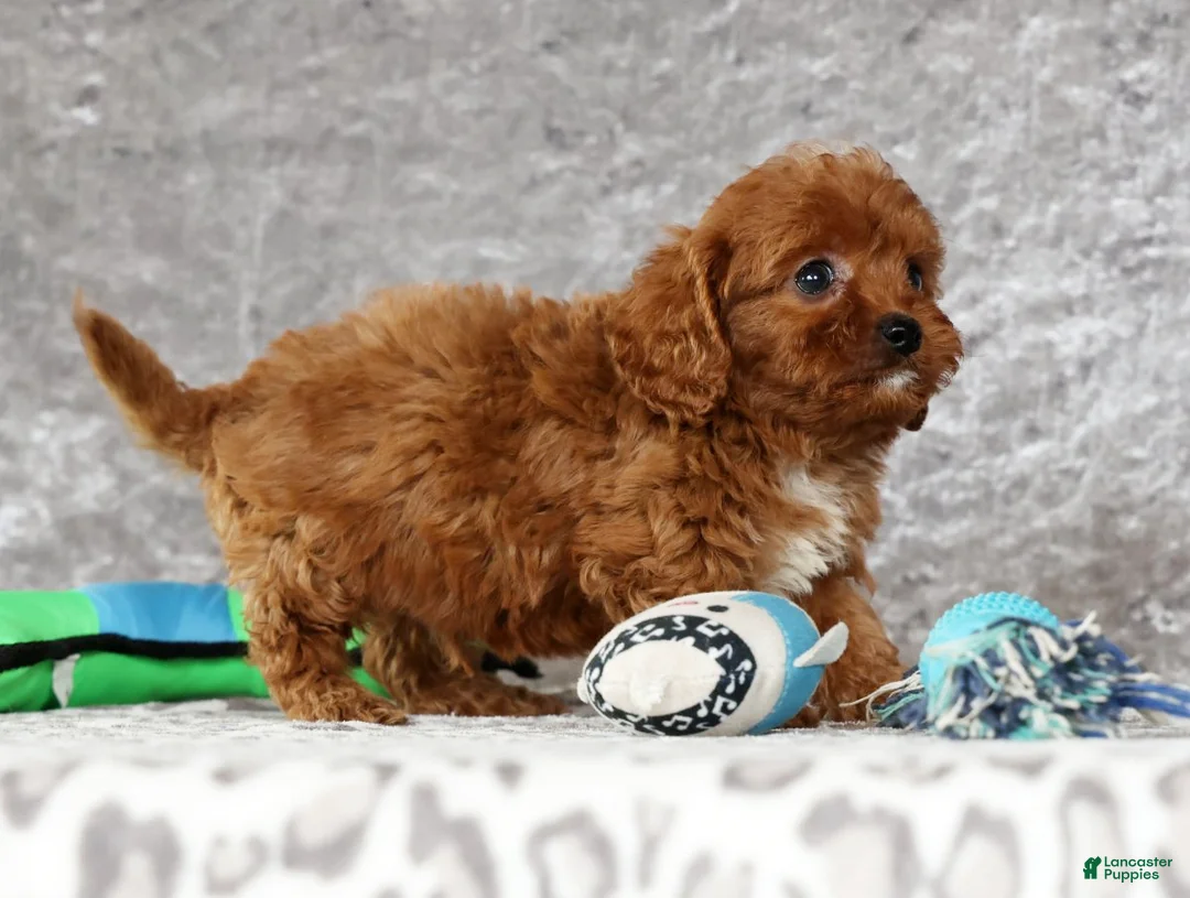 Cavapoo dogs for sale: Miles - Ad 7