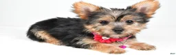 Yorkshire Terrier dogs for sale: Peggy - Ad 4