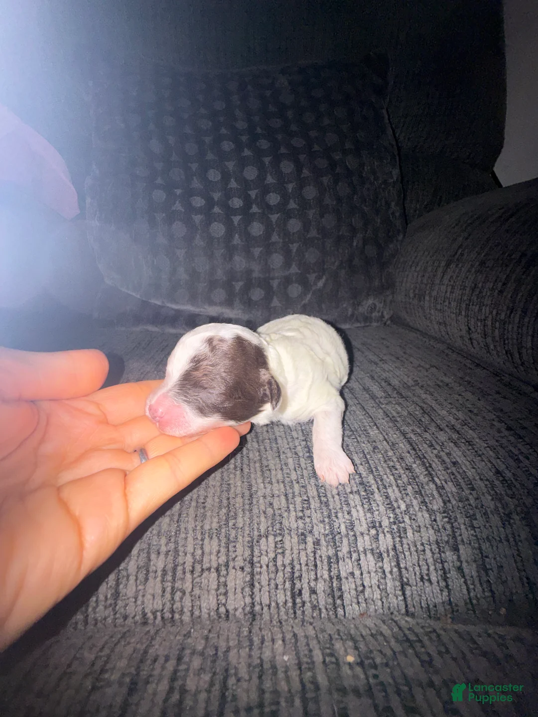 Toy Poodle dogs for sale: Toy Poodle 2 - Ad 2