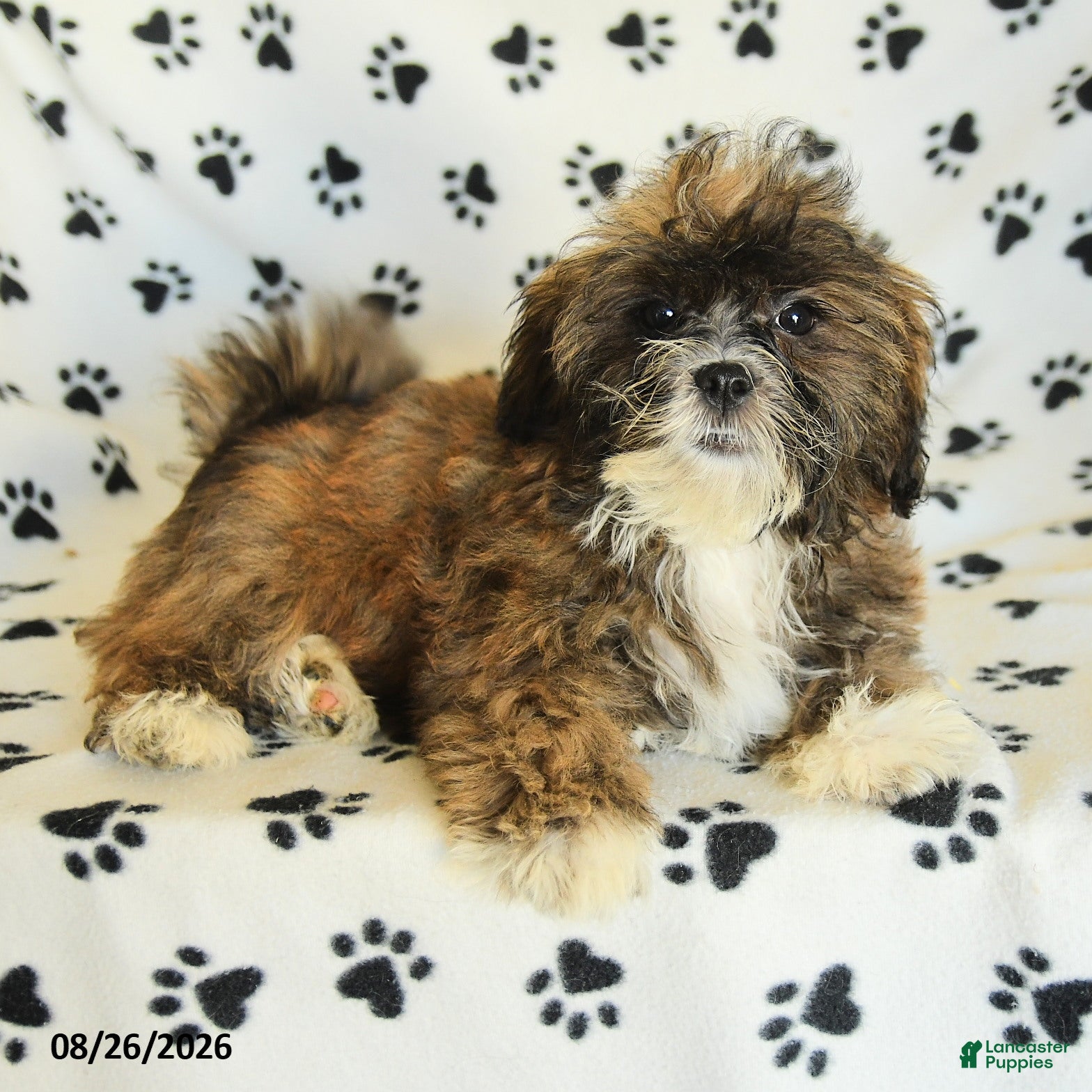 Mixed Breed dogs Uma - Ad 2