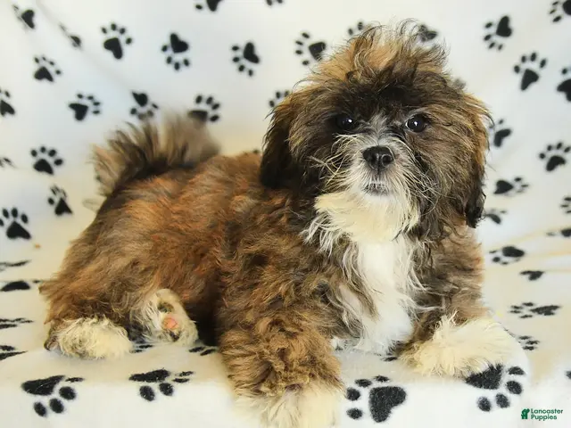 Mixed Breed dogs Uma - Ad 2