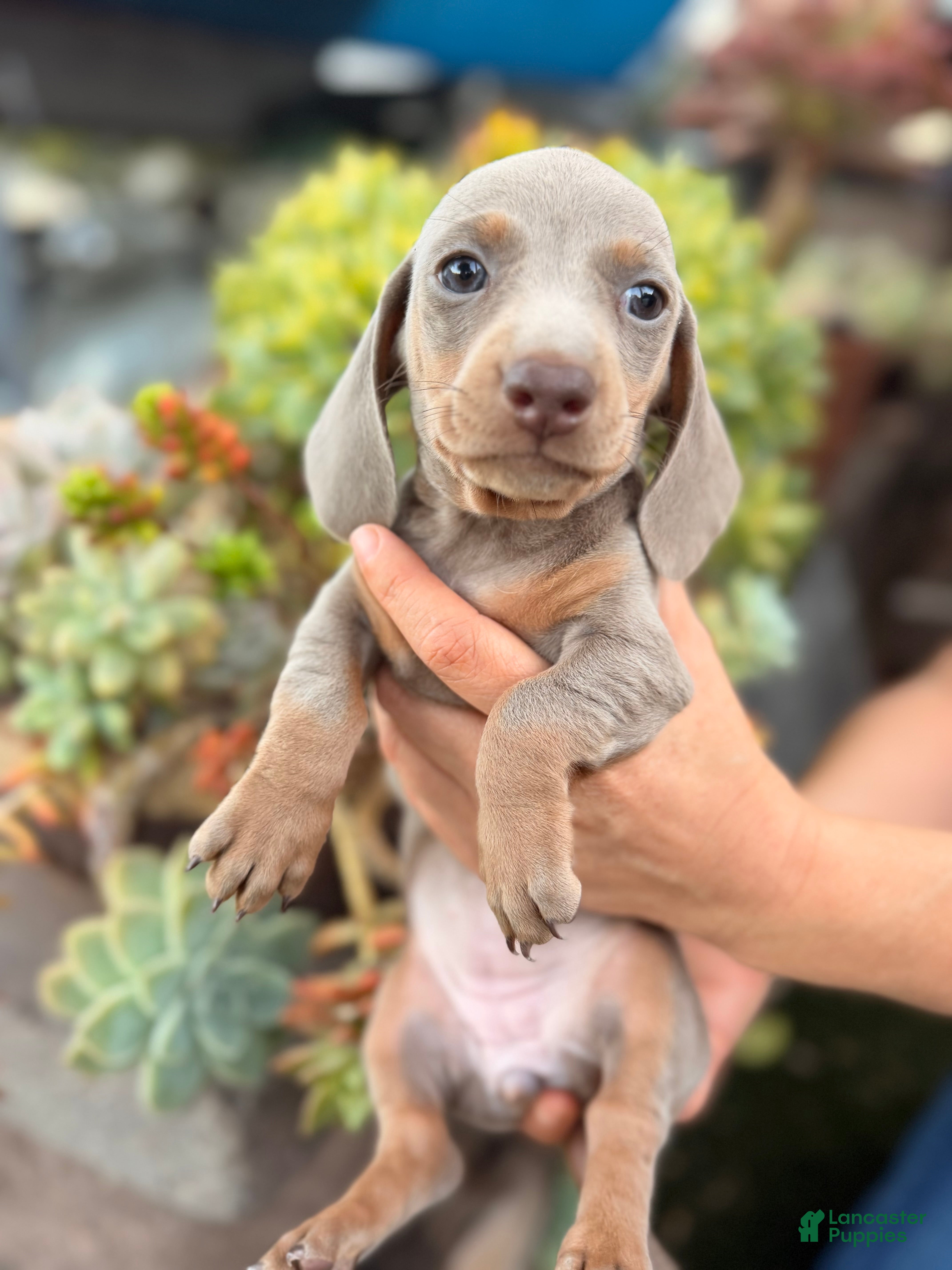 Miniature Dachshund dogs Miniature Dachshund Isabea girl - Ad 1