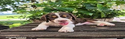 English Springer Spaniel dogs for sale: Ivy - Ad 5