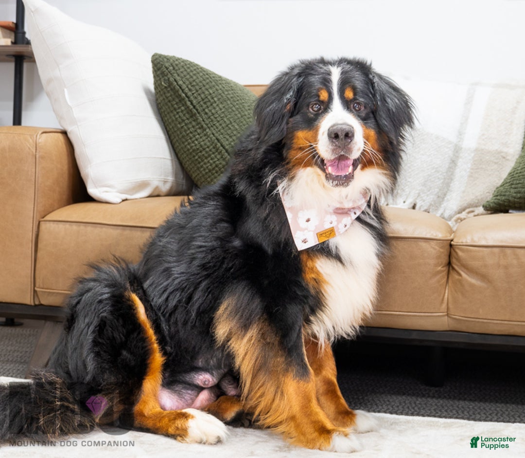 Bernese Mountain Dog dogs for sale: Storm - Ad 3