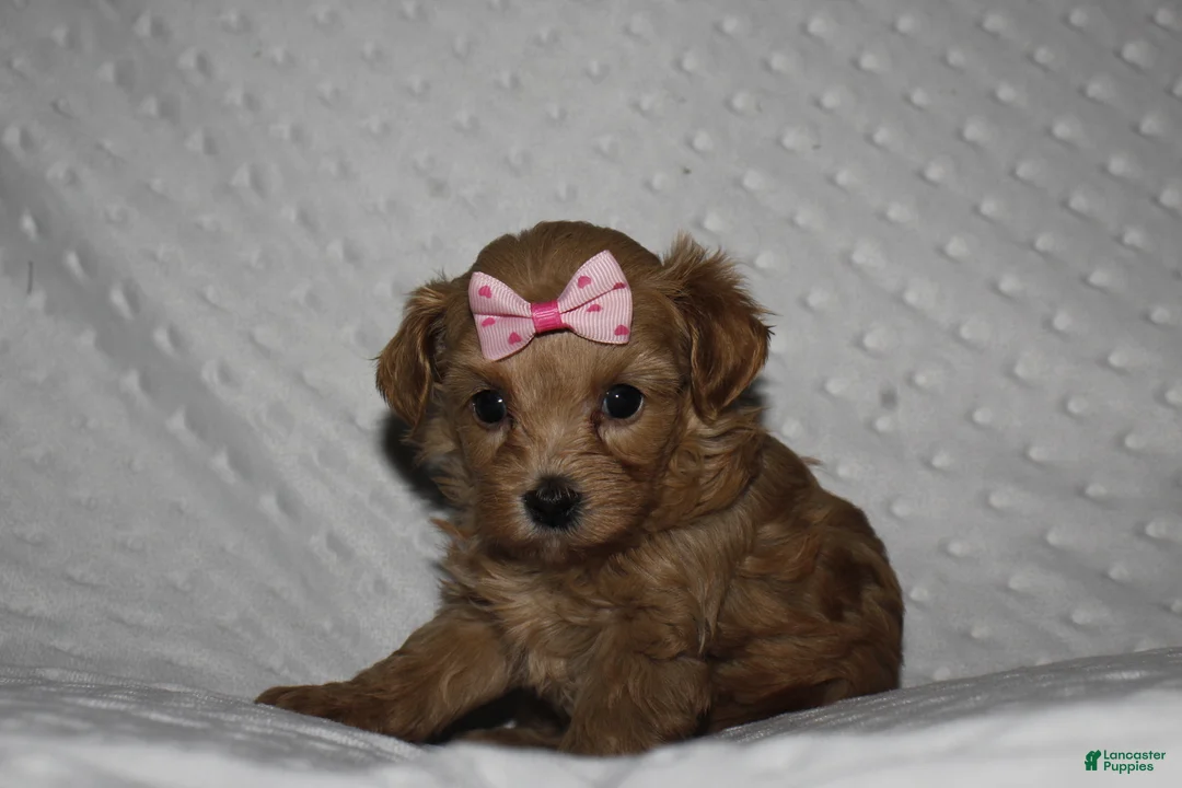Yorkiepoo dogs for sale: GRACIE - Ad 2