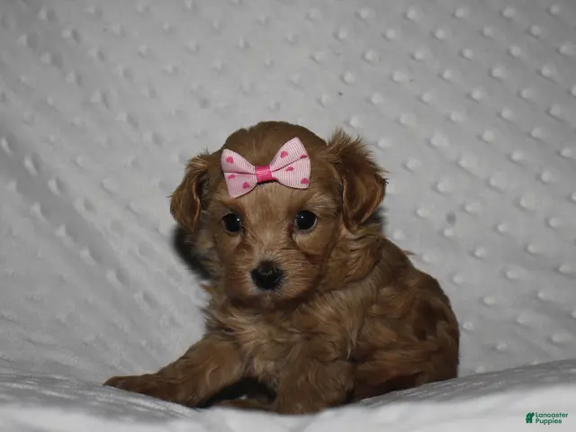 Yorkiepoo dogs GRACIE - Ad 2