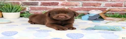 Labrador Retriever dogs for sale: Fudge - Ad 3