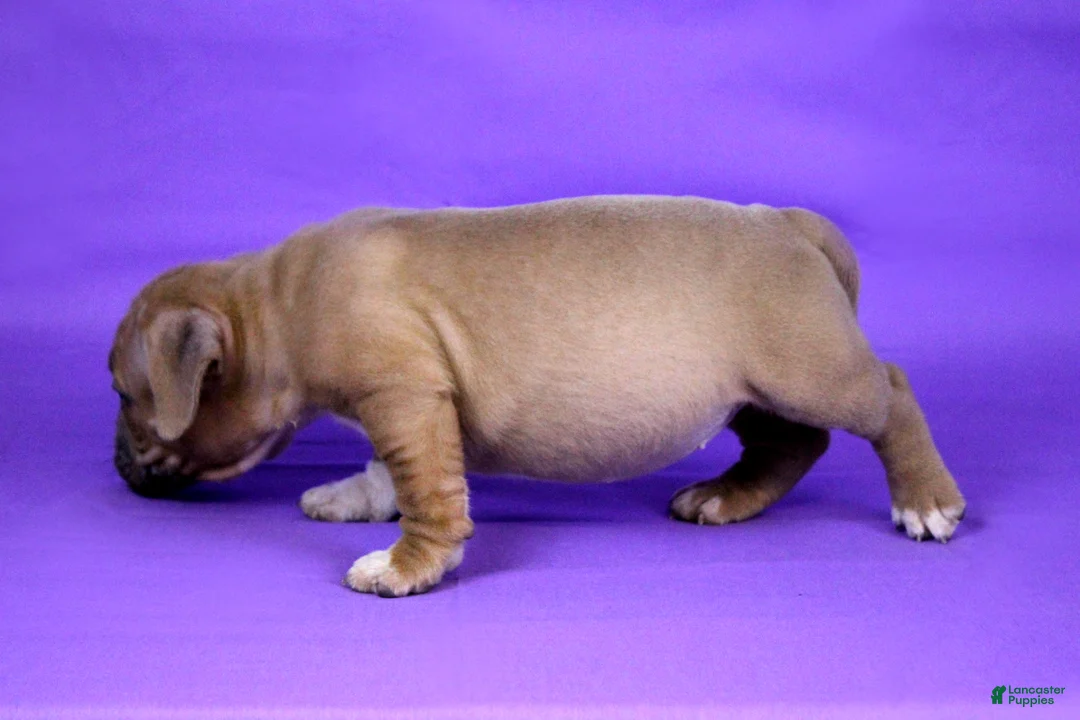 American Bully dogs for sale: Fawn Female (1 white foot) - Ad 5
