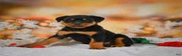 Rottweiler dogs for sale: Macy - Ad 4