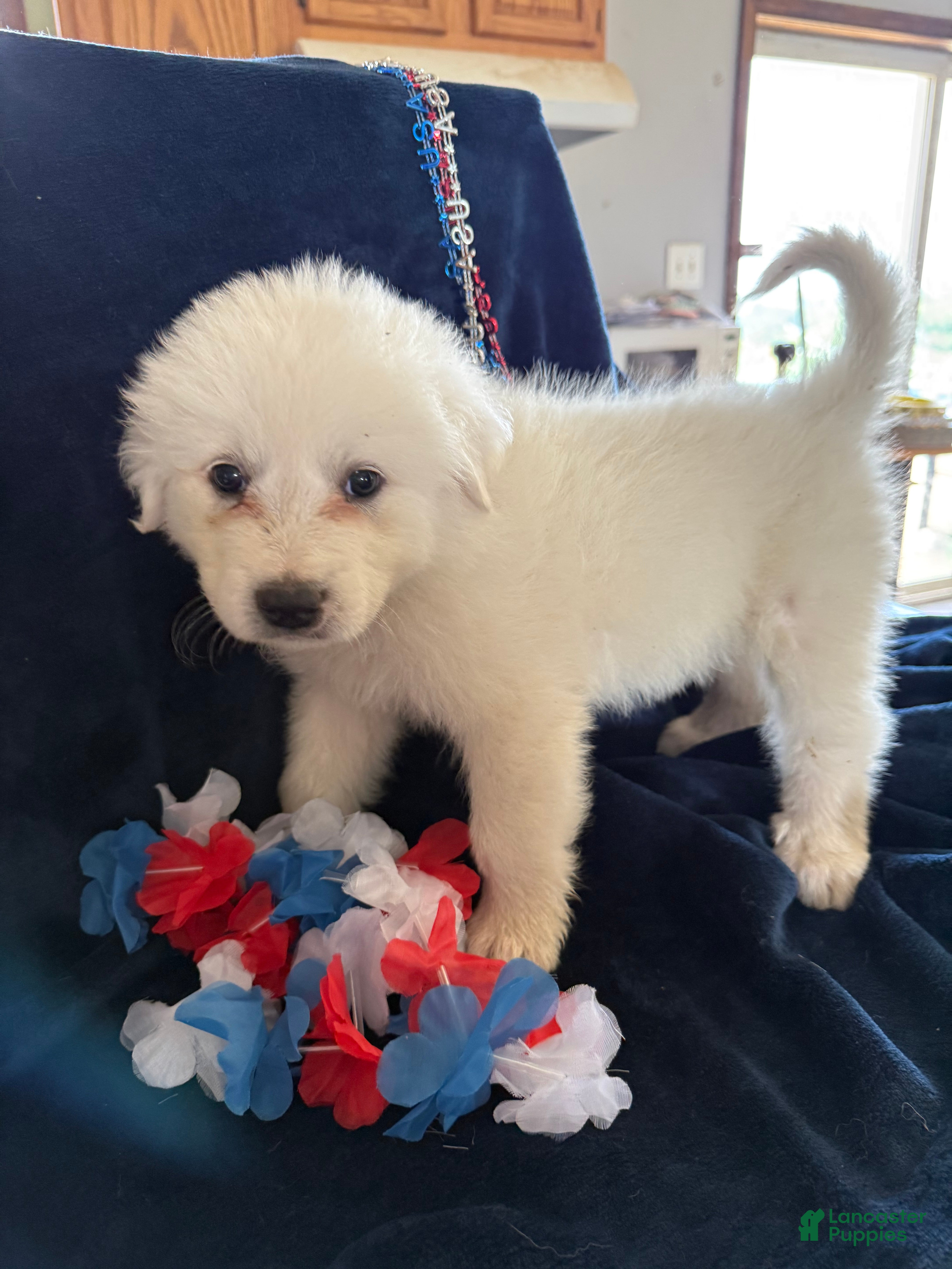 Great Pyrenees dogs Bell - Ad 16