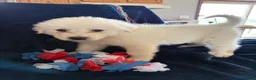 Great Pyrenees dogs for sale: Bell - Ad 1