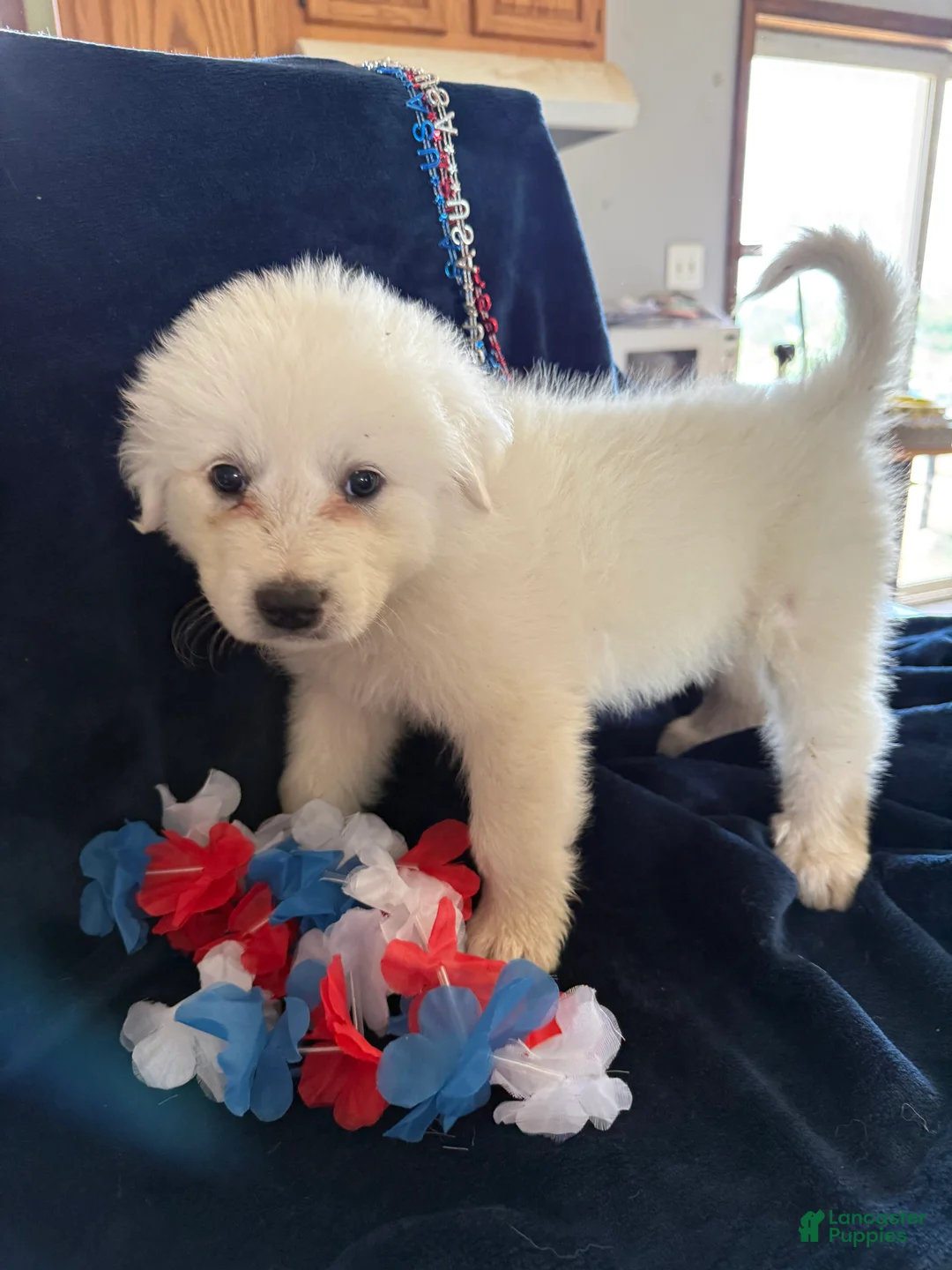 Great Pyrenees dogs for sale: Bell - Ad 1