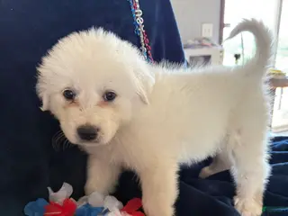 Great Pyrenees dogs Bell - Ad 24