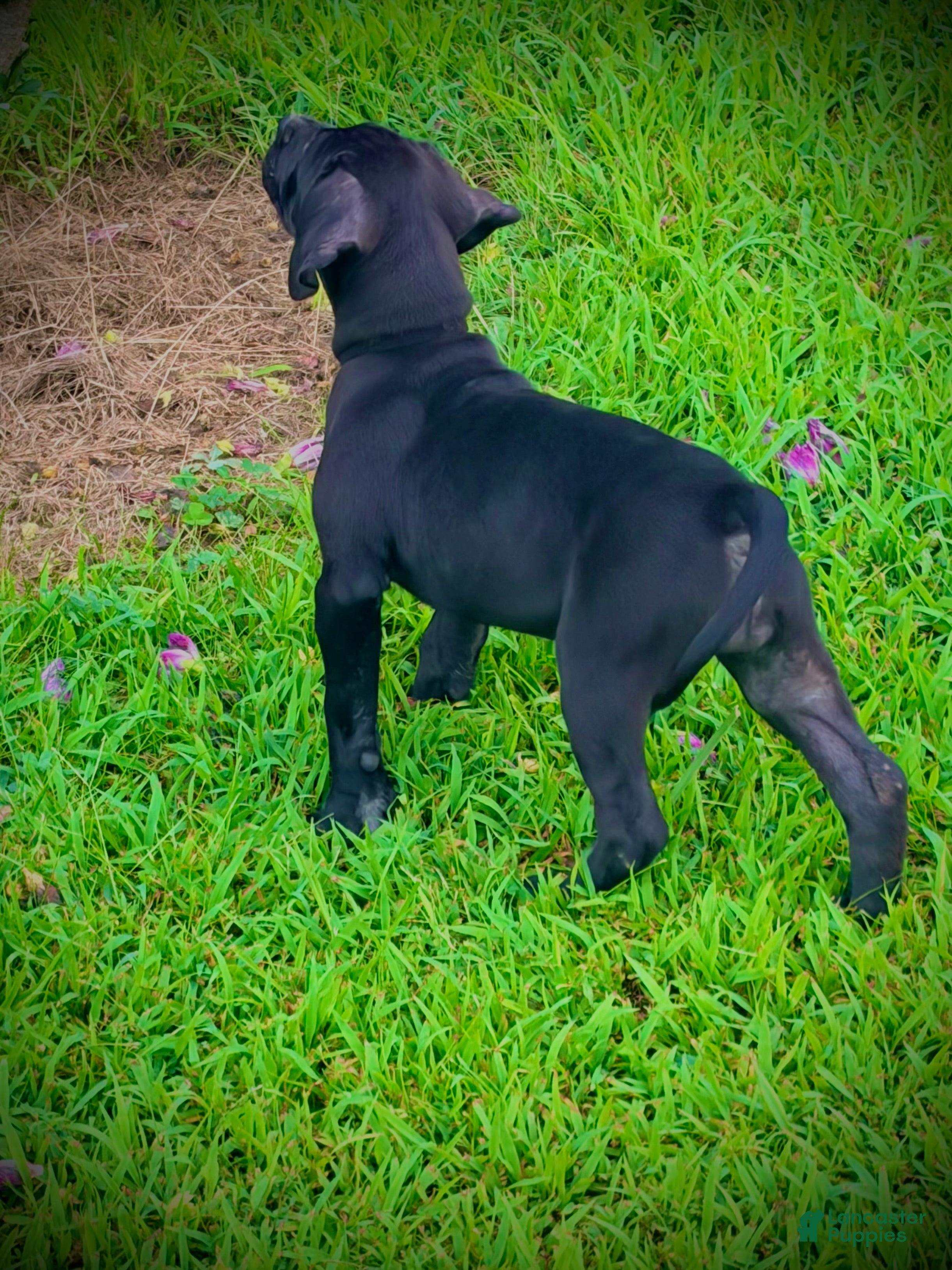 Presa Canario dogs Presa Canario 4 - Ad 1