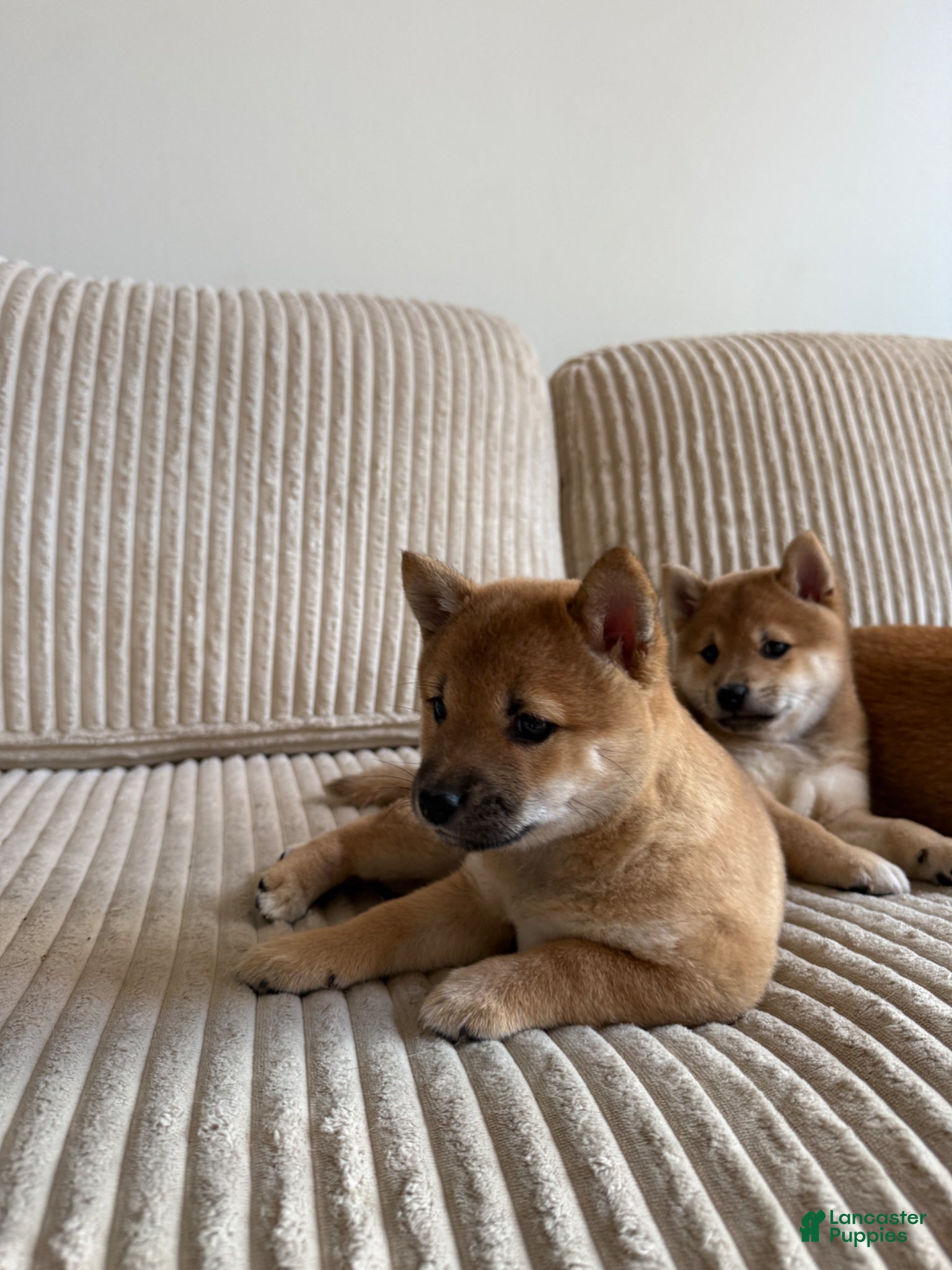 Shiba Inu dogs Sonya - Ad 2