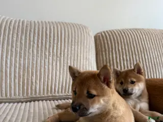 Shiba Inu dogs Sonya - Ad 2