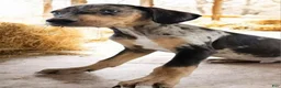 Catahoula Leopard Dog dogs for sale: Jesse 2026 M1 - Ad 3