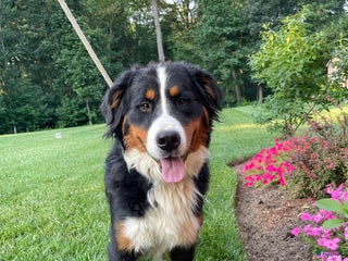 Bernese Mountain Dog dogs - Ad 1