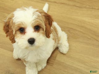 Cavapoo dogs Lovely - Ad 38
