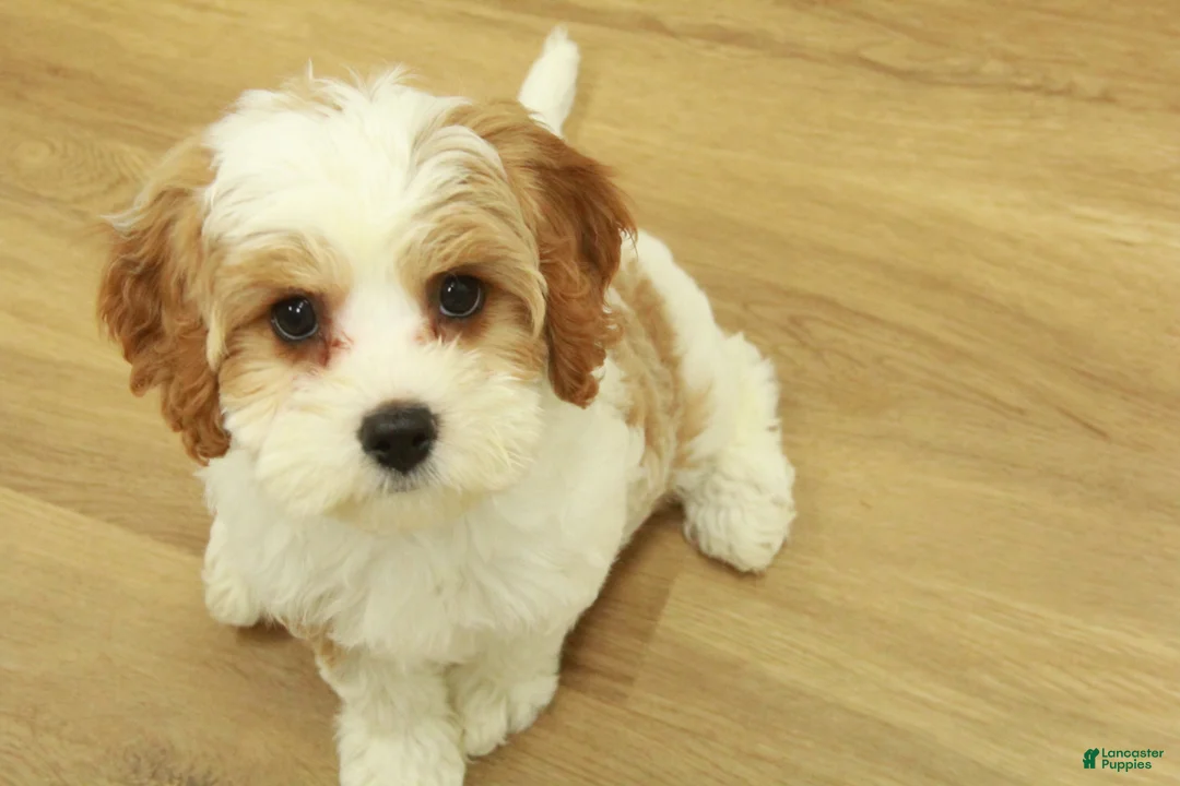 Cavapoo dogs for sale: Lovely - Ad 1