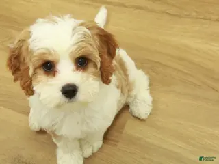 Cavapoo dogs Lovely - Ad 27