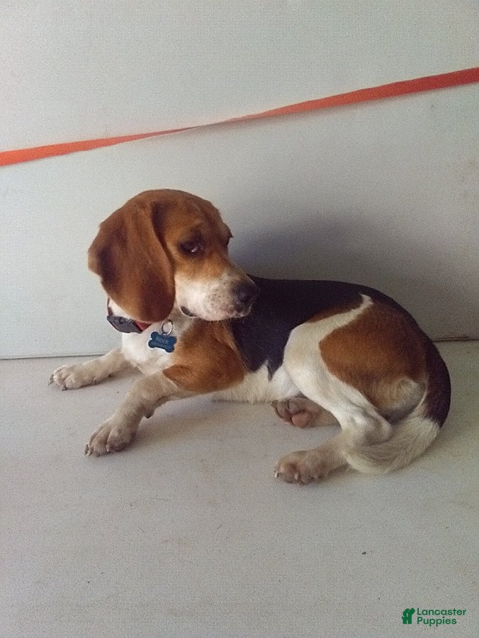Beagle dogs for sale: Red - Ad 3