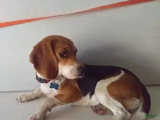 Beagle dogs Red - Ad 20