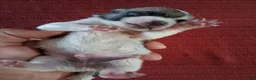 Chihuahua dogs for sale: Mason - Ad 3