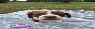 Charlie 