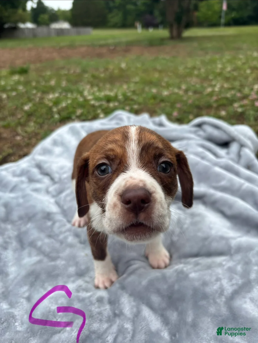 Mixed Breed dogs for sale: Charlie  - Ad 1