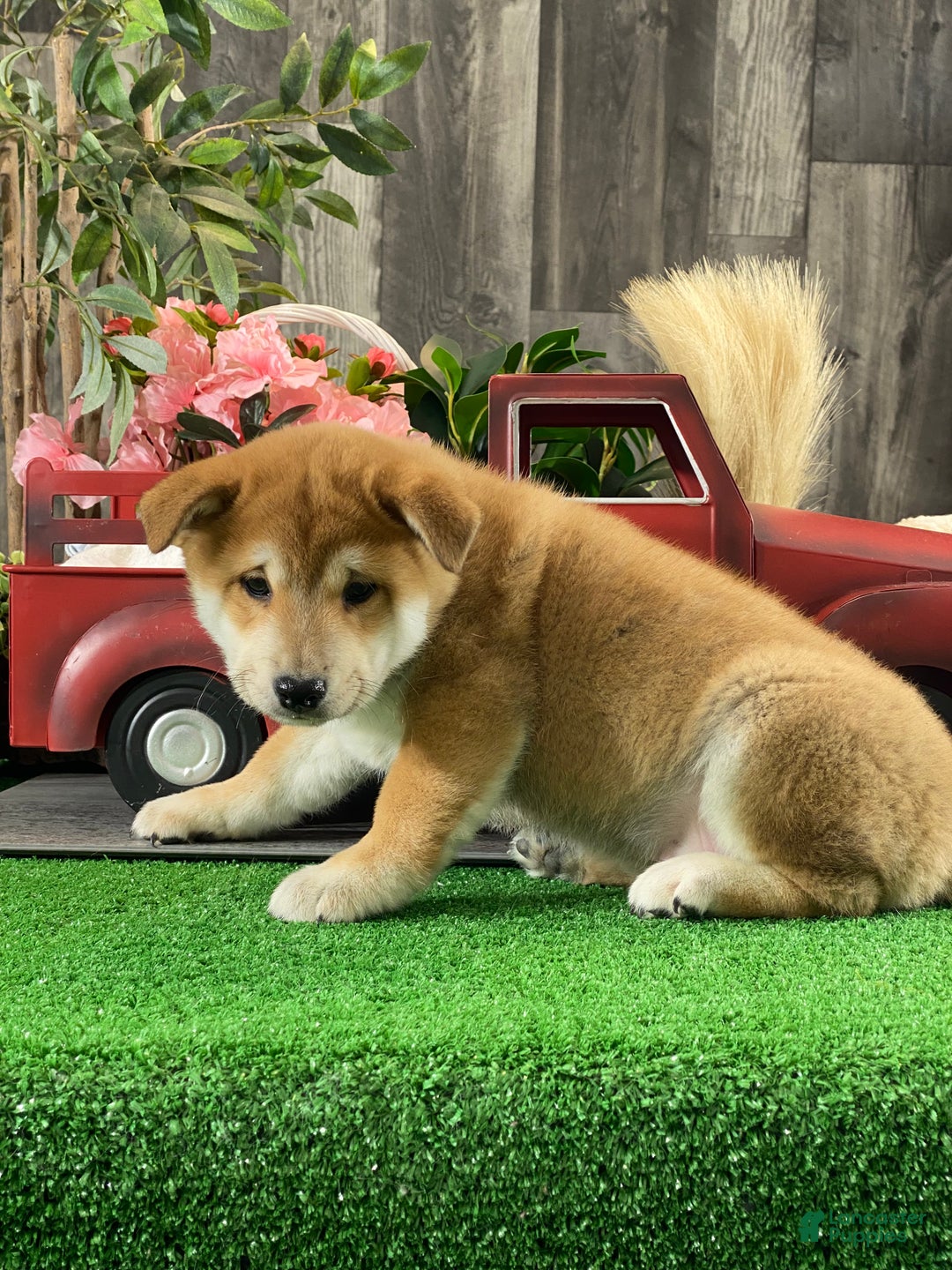 Shiba Inu dogs for sale: Ian - Ad 5