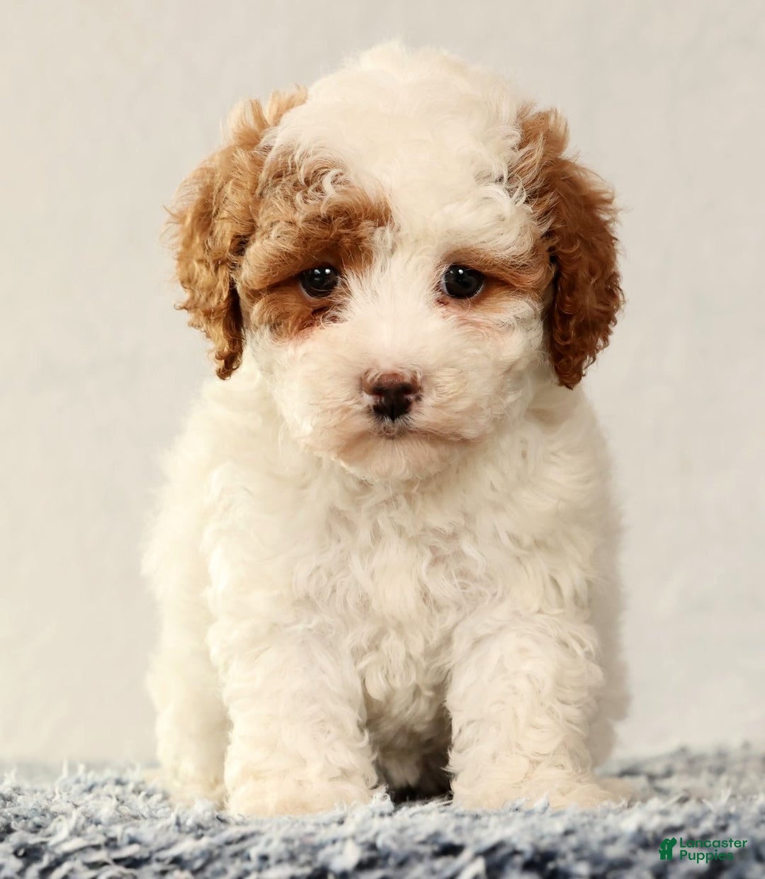 Cavapoo dogs for sale: Vicky - Ad 2